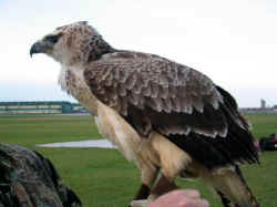 Eagle.jpg (43037 bytes)